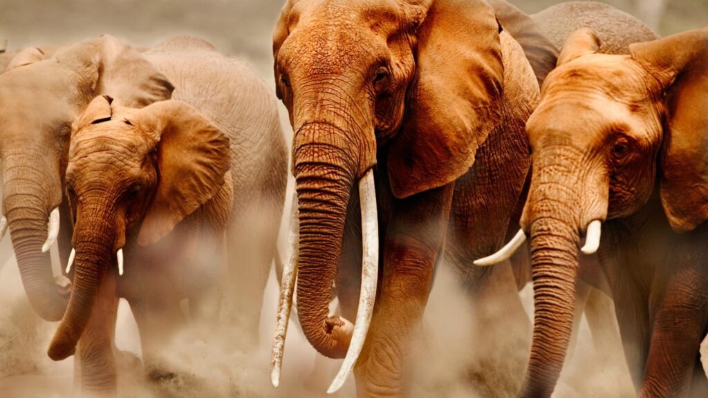 entdecken sie die elefant-strategie: effektive methoden und tipps, wie sie große herausforderungen schritt für schritt meistern. jetzt mehr erfahren und langfristige erfolge erzielen!